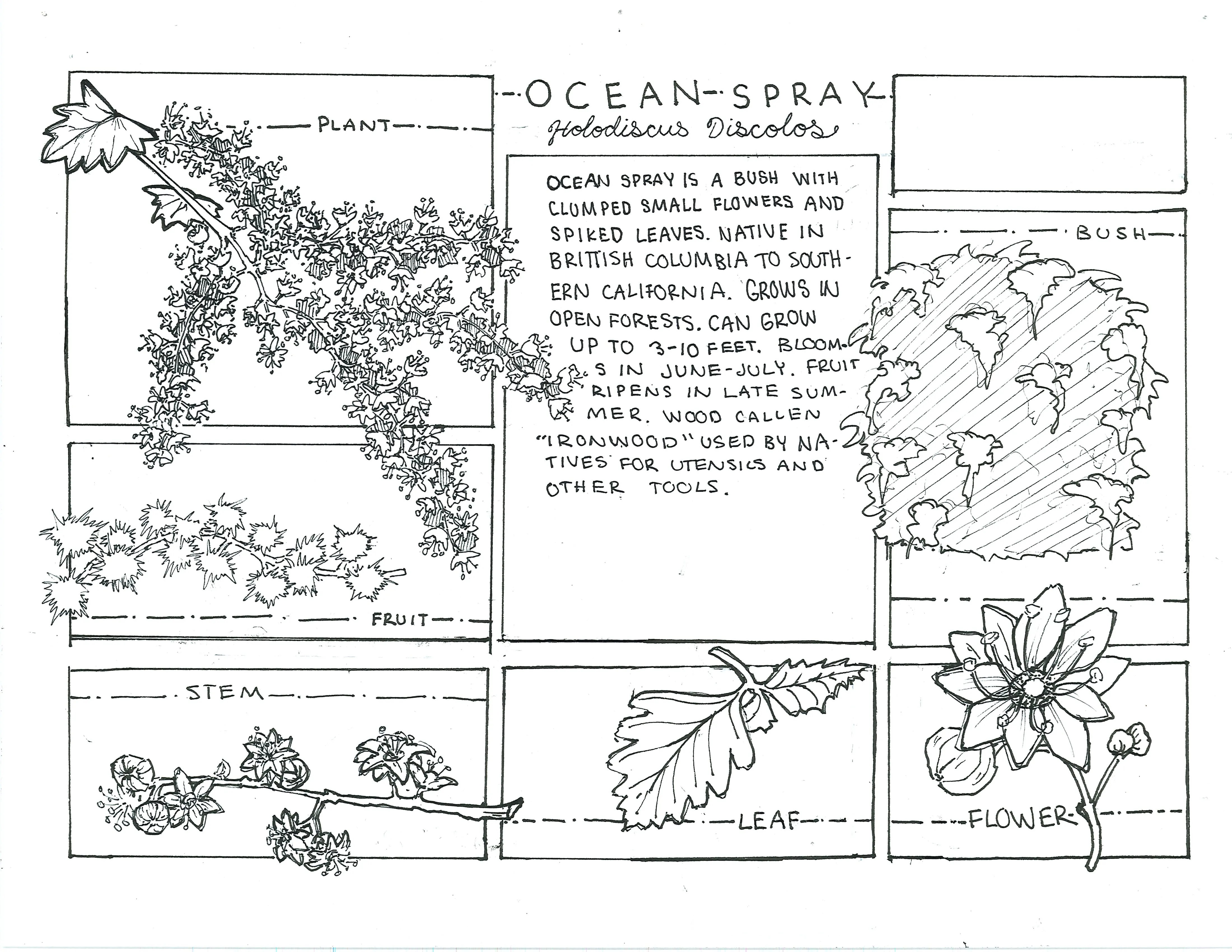 Hand-sketched artwork depicting an ocean's spray flower, leaf, stem, fruit, and bush.
